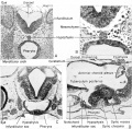 Rugh 1951 Fig. 116 Frog Pituitary Gland