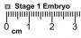 Stage1 size with ruler.jpg