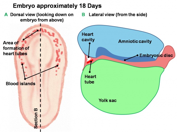 Early Development of Heart Tube.jpg
