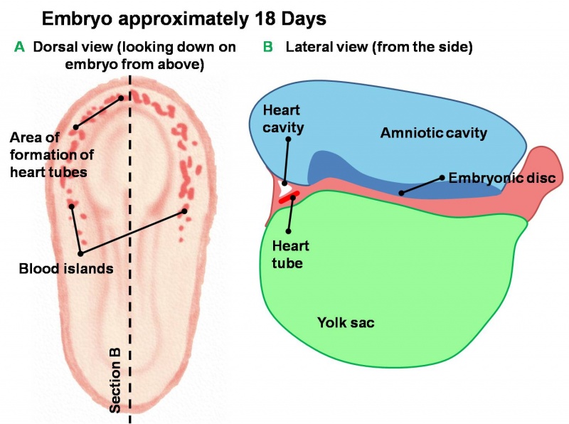 File:Early Development of Heart Tube.jpg