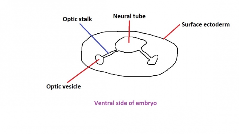 File:Formation of the optic vesicle 2.jpg