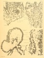 Embryo 1878