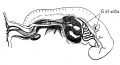Fig. 13. Human embryo, showing gill slits and aortic arches