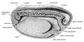 Three-dimensional representation of the late neurula stage of the frog Rana pipiens