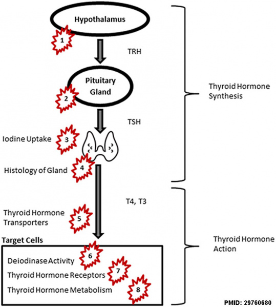 File:Thyroid signaling - endocrine-disrupting chemicals.jpg