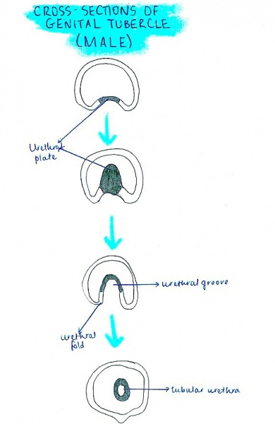 File:Cross section of genital tubercle male.jpg