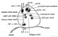 Fig. 203. View of the interior of the Pericardium showing the attachments of the heart to its dorsal aspect by the Arterial or Venous Mesocardia.