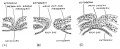 Fig. 34. Human embryonic plate measuring 1.5 mm in length