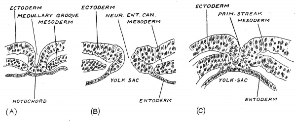 Fig. 34 Section across a human embryonic plate measuring 1.5 mm. in length.
