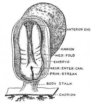 Fig. 37 The Medullary Plate and Primitive Streak on an Embryo towards the end of the 3rd week.