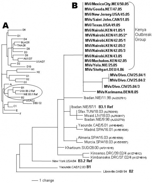 File:Measles genotype B3 dendrogram.jpg