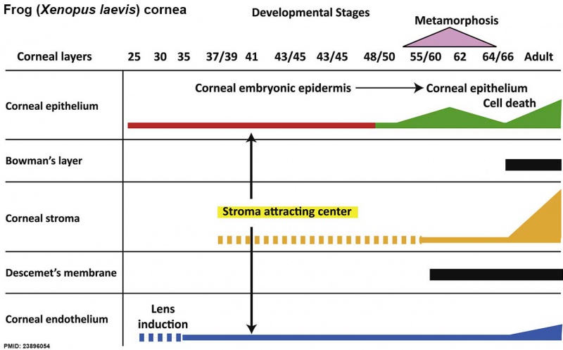 Xenopus cornea development timeline