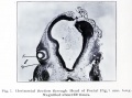 Fig. 7. Section through head of Foetal Pig, 7 mm long.