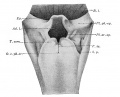 Fig. 340. Entrance of the larynx of an embryo of 29/43 cm male.