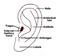 External ear anatomy