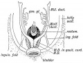 Fig. 87. Diagram of the Müllerian Ducts at the commencement of the 3rd month. Ventral view.