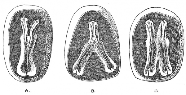 Fig. 41. Division of the Embryonic Plate forming imperfect twins