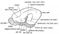 Fig. 125. The Fissures on the Lateral Aspect of a typical Mammalian Brain.