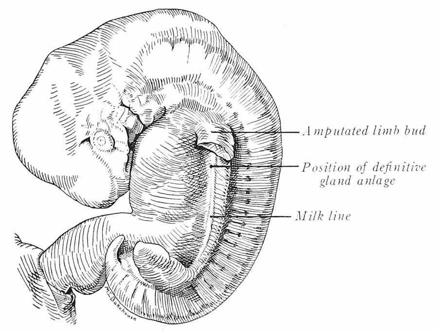 Book Developmental Anatomy 192412 Embryology