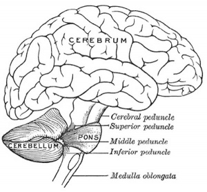 Right lateral view of adult brain showing Pons