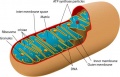 Mitochondrion structure cartoon