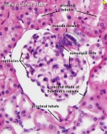 Nephron histology