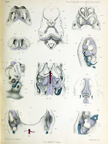 File:Parker1874 plate29.jpg