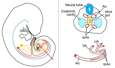 Placental cord vessels 02.jpg