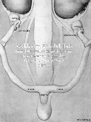Aschheim-Zondek Test 1928.gif