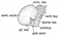 Fig. 119. Lateral Aspect of the Cerebral Hemisphere at the end of the 2nd month