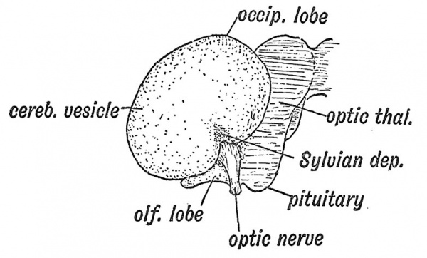 Fig. 119 Lateral Aspect of the Cerebral Hemisphere at the end of the 2nd month.