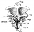 1902 Sudler Fig 3 Human pharynx