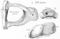 CRL 275 mm fetus