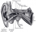 907 External and middle ear, opened from the front. Right side