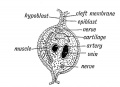 Fig. 24. Schematic Section of a Visceral Arch.