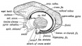 Fig. 172. Diagram to show the structures formed in the Lamina Terminalis and Primitive Callosal Gyrus. (After Elliot Smith.)
