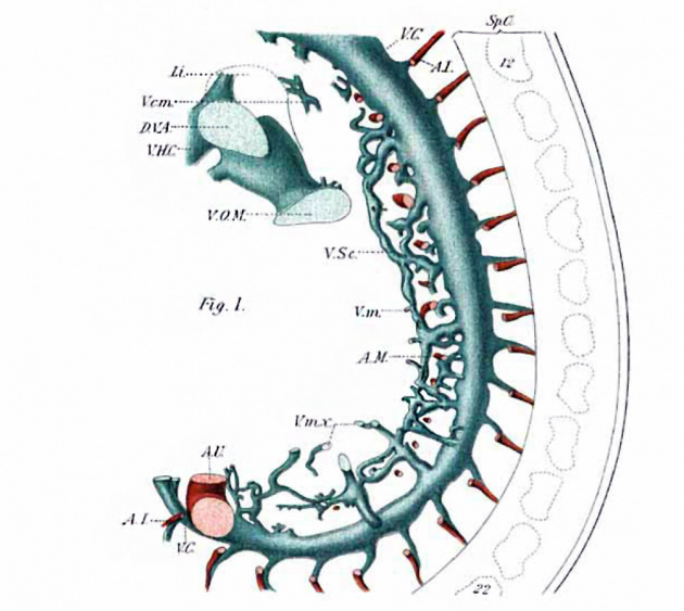 Paper - The development of the vena cava inferior (1902) - Embryology