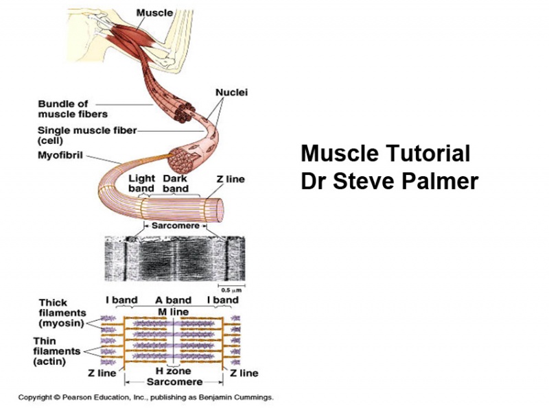 File:Muscle tutorial front.jpg