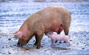 Sow and piglet