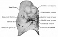 Fig. 98. Ventral view of head of 13.7 mm human embryo.