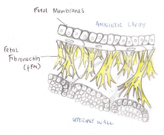 2010 Group Project 5 - Embryology