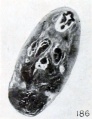 Fig. 186. Cross section of cyema showing homogeneous structure produced by maceration. No. 205. X 11.25.