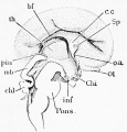 Fig. 391. Brain of a human embryo of about three months