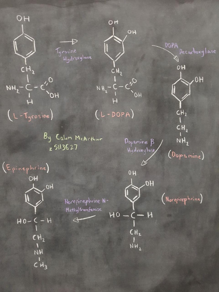 File:Catecholamine Synthesis.jpg
