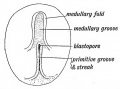 Fig. 68. Diagram of the Embryogenic area of a Bilaminar Blastoderm viewed from above.
