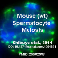 Spermatozoa meiosis 01 icon.jpg