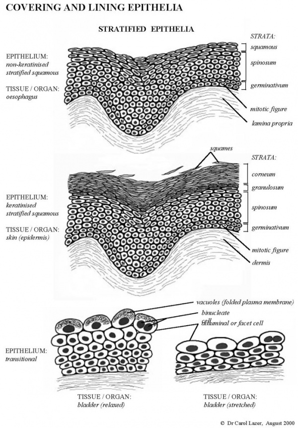 Foundations - Histology Epithelia and Skin - Embryology