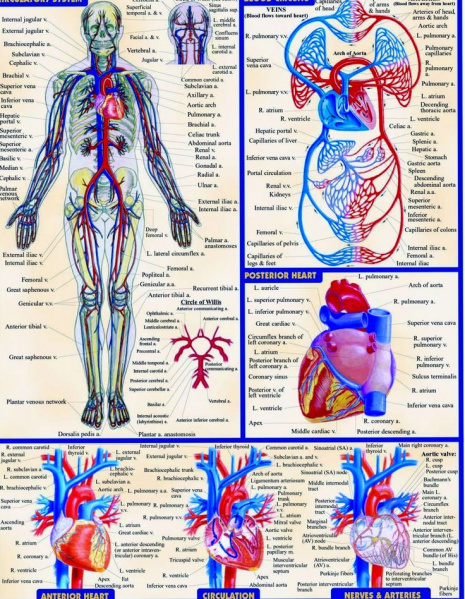 File:Cardiovascular System.jpg