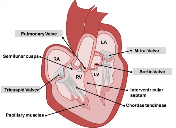 Válvulas cardíacas adultas.jpg
