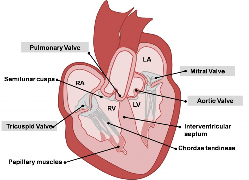File:Adult Heart Valves.jpg